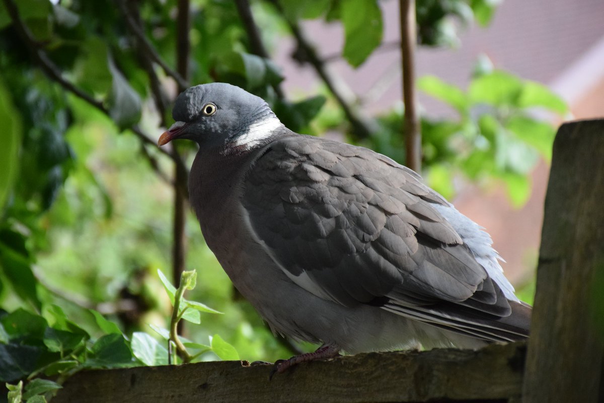 MyGarden_Uk's tweet photo. Casanova was here for his Evening meal and quick photo session.😀

He loves posing.🕺

@des_farrand 
#BeautifulBirds #WoodPigeons #Pigeons #Birds #Hungry #Nature #ColoursOfNature #Posing #Evening #EveningMeal #Posing #EarningHisKeep https://t.co/49MR8He343