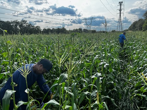 At Melillo,  we have a heavy focus on giving back to our community every chance we get. Yesterday, members of our team volunteered at The Melillo Farm to  harvest corn to be donated to <a href="/FTFoodBank/">Franklin Food Bank</a>

#MelilloGivesBack #TheMelilloWay #EnvisionYourIT #community #volunteer #giveback