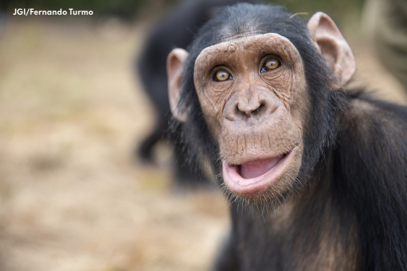 Important skills like foraging and termite fishing are taught to infant chimpanzees by their elders. Since Kabi and his friends don't have elders, caregivers at JGI's Tchimpounga sanctuary teach them these skills! Become (or gift) a Chimp Guardian today: shop.janegoodall.org/chimpguardian