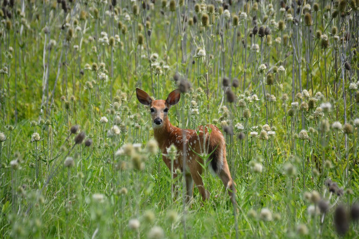 TheRustyHub's tweet image. Spotted @NASA’s DC-8 today with a new friend. #N817NA