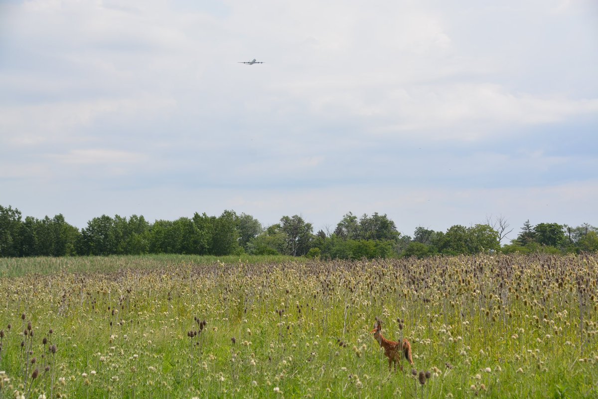 TheRustyHub's tweet image. Spotted @NASA’s DC-8 today with a new friend. #N817NA