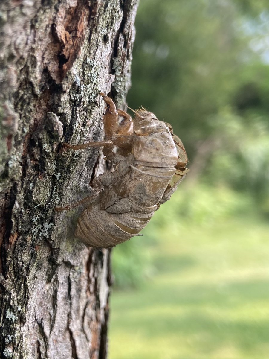 ShannonLVG's tweet image. Spending this beautiful afternoon exploring nature 🪲🌼🌰
#backyardfun