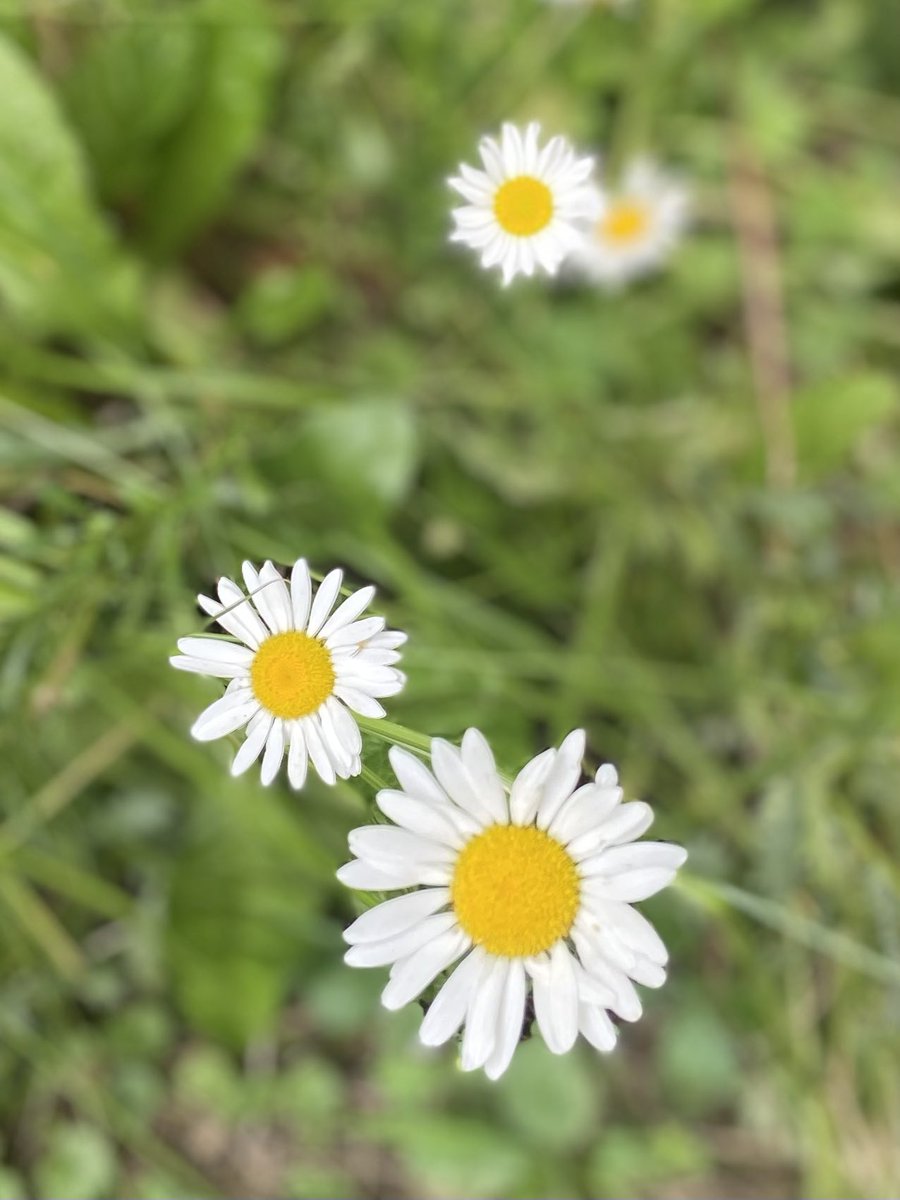 ShannonLVG's tweet image. Spending this beautiful afternoon exploring nature 🪲🌼🌰
#backyardfun