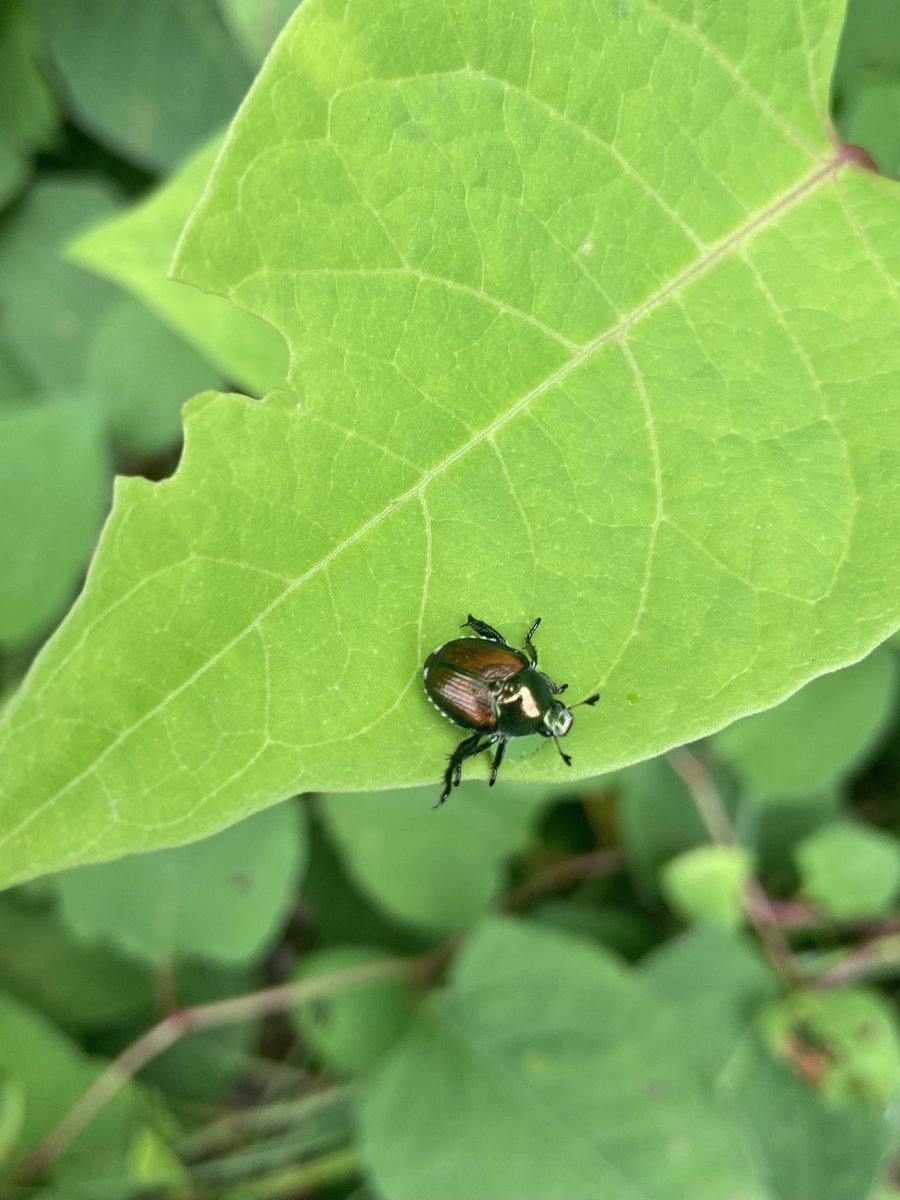 ShannonLVG's tweet image. Spending this beautiful afternoon exploring nature 🪲🌼🌰
#backyardfun