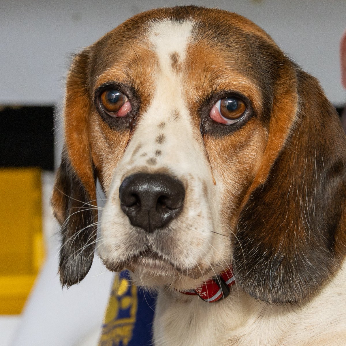 BFPUK is looking for foster families in the UK for an upcoming rescue! If you've ever wanted to foster a laboratory survivor, now is the time. 
APPLY HERE: bfpuk.org/rescue/ 
#beaglefreedomproject #beaglefreedomprojectuk #fostersneeded #fosteringsaveslives