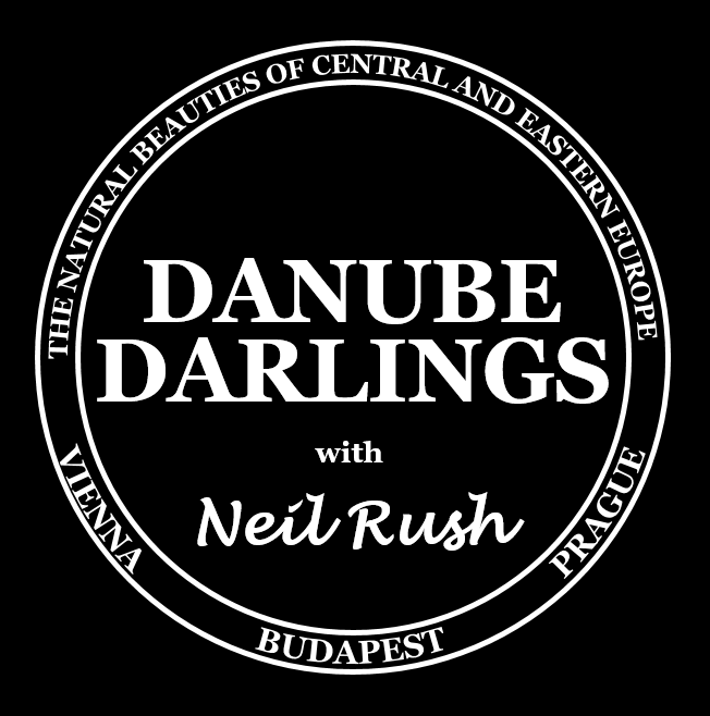 After debuting on Pornhub at # 86,000, I have climbed into the top 10,000 with my first 5,000 subscribers<a href="/tag/porn"class="tags"><span>#porn</span></a><a href="/tag/lolaheart"class="tags"><span>#lolaheart</span></a>