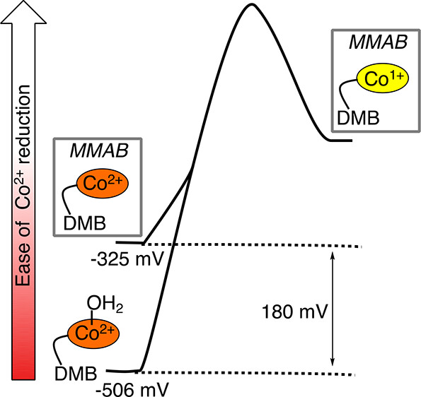 bhkenlo's tweet photo. Coordination Chemistry Controls Coenzyme B12 Synthesis by Human Adenosine Triphosphate:Cob(I)alamin Adenosyltransferase | Inorganic Chemistry https://t.co/DPs2E7JTpE Banerjee and co-workers @InorgChem #cobalamine #B12 #ATP #MMAB #R190H #redox #mitochondrial #adrenodoxin https://t.co/mtKyD6xxk8
