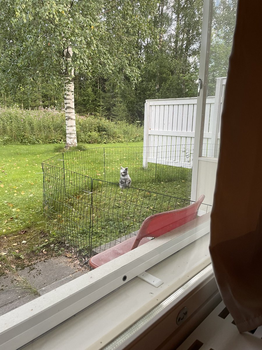 kaletherabbit's tweet image. The frigging Hare just ran past me !! I am shock!!