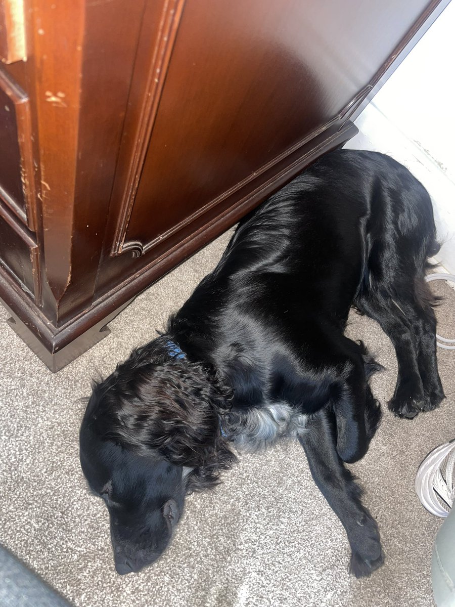 New favourite spot is under my desk apparently, sure he’s only making sure I’m not procrastinating so he gets his walk quicker!