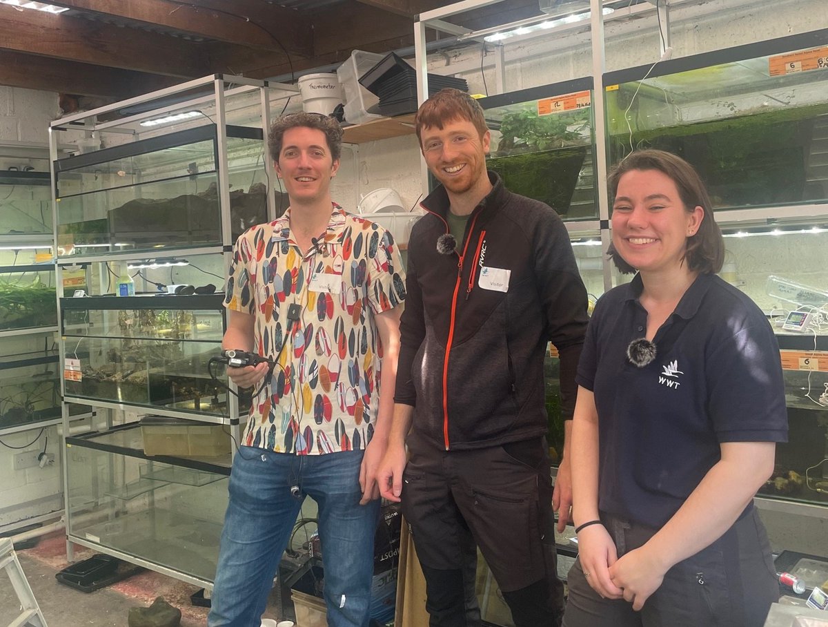 🐸 'The Frogolologist' 🐸 Tune into the latest episode of comedy nature podcast @HowManyGeesePod with @JackBaddams & @RoddyShaw to learn more about our amphibian collection with Living Collections Supervisor for Ectotherms, Kay. Listen here: howmanygeese.podbean.com
