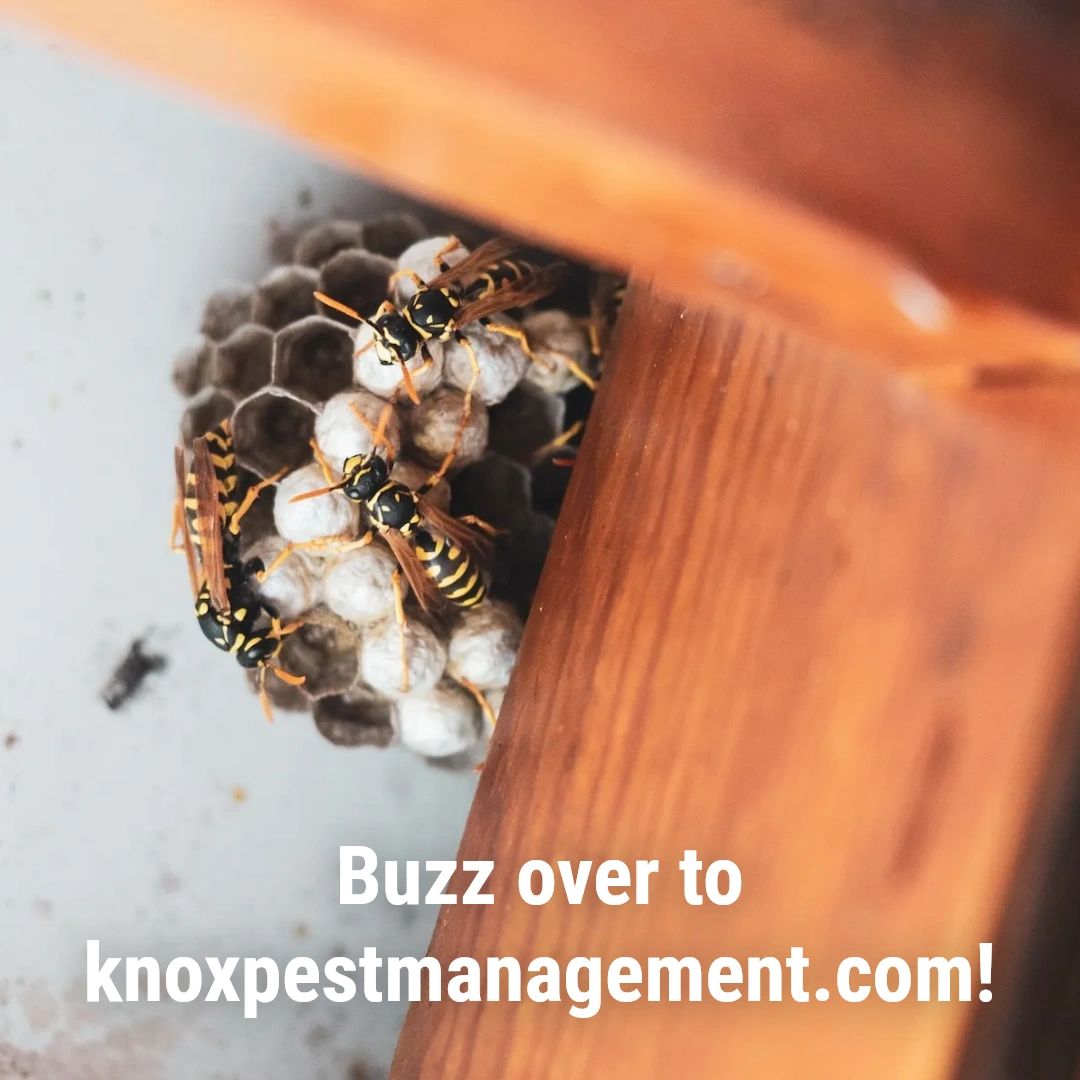 KnoxPest's tweet photo. When you're looking for efficient pest control in Knoxville, you know who to call! Visit our website at https://t.co/3iAaVZNGjP to book your appointment today. https://t.co/e5dMCWmR27