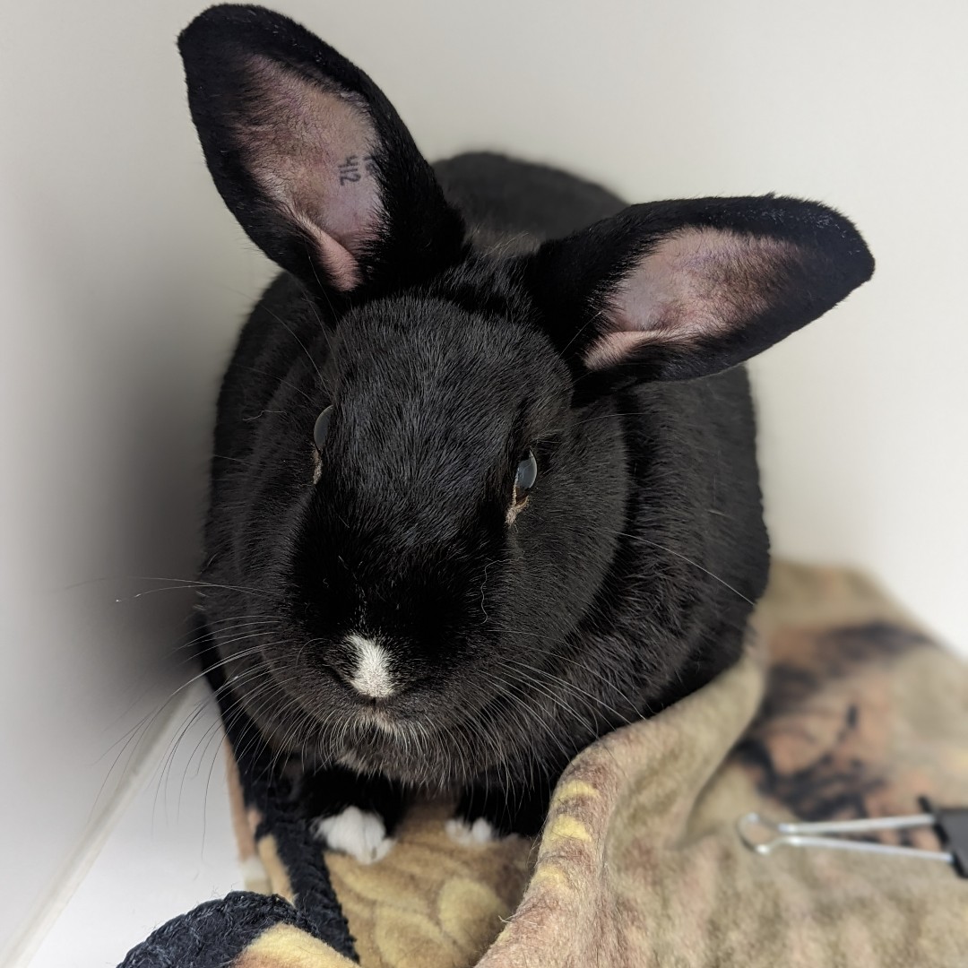 CalgaryHumane's tweet photo. ISO some-"bunny" to love. 😍 Hey there, it's Margot, the bunny rabbit! 🐰 My friends here at the shelter say that I am a gentle and sweet little creature, and I'm looking for a home where I can get all of the pets and love I deserve! Head to our website to learn more! #YYC #bunny https://t.co/janTnumvDg