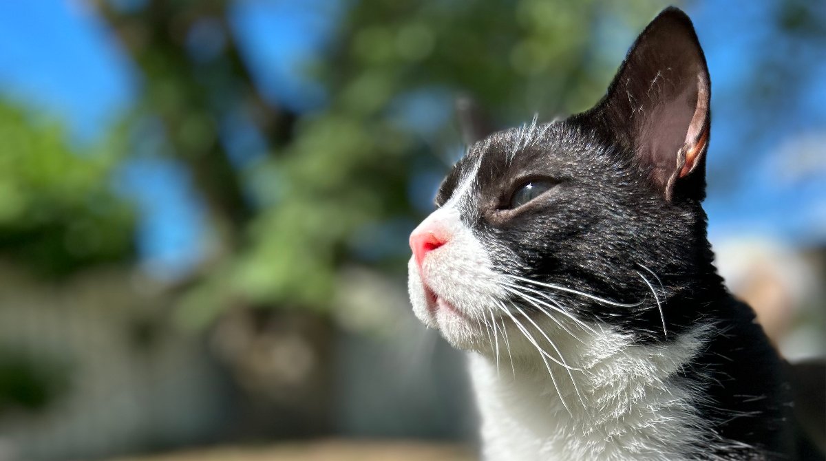 VetTopics's tweet photo. Bart is a rare cat that had a rare reaction to his vaccinations. Check out Bart's story written by his owner, Cat Zens, the #WCVM summer research communications intern: https://t.co/Evuy1airho https://t.co/Iox98pZl7O