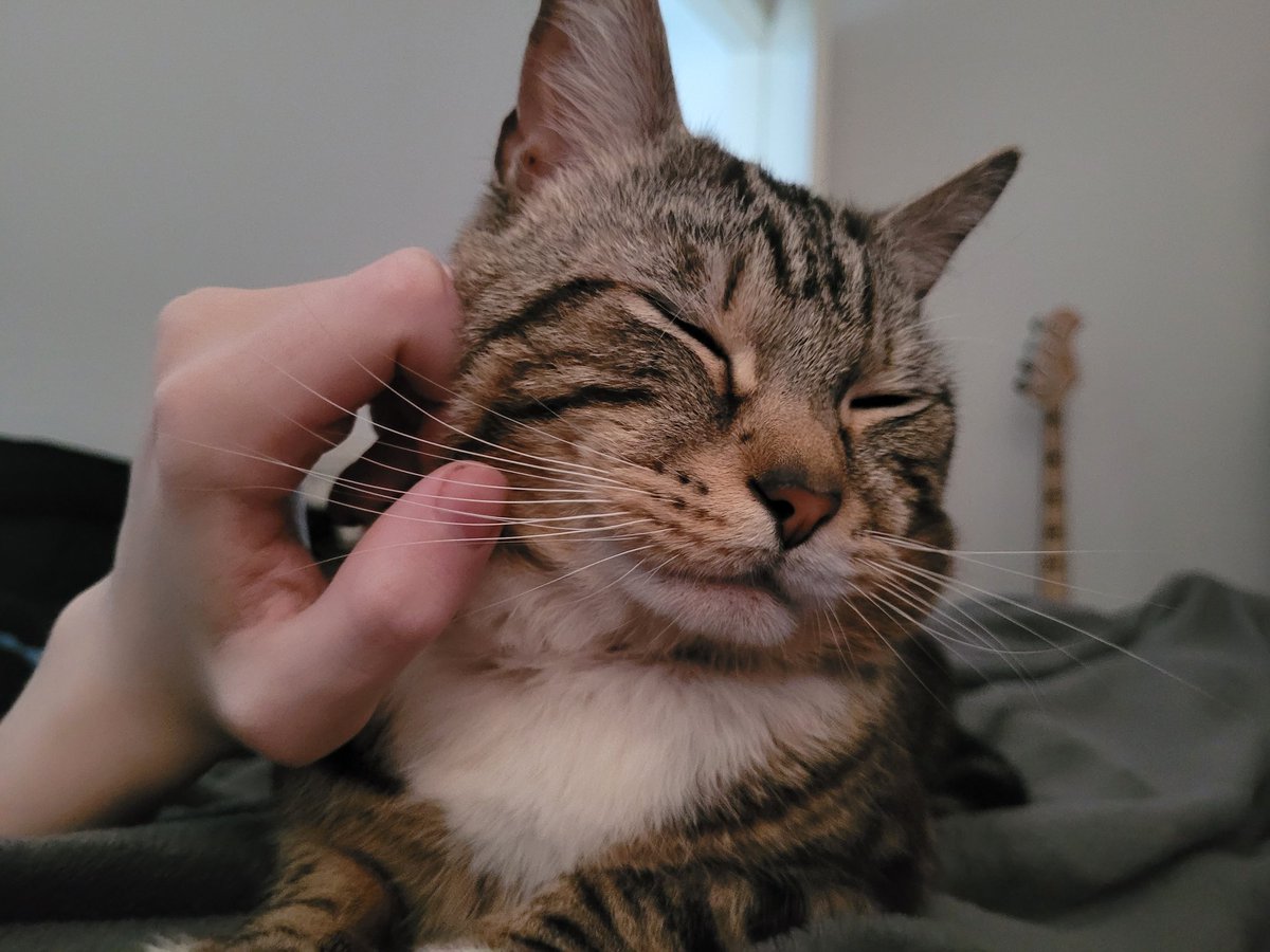 Sparky (big boye type) tweet media