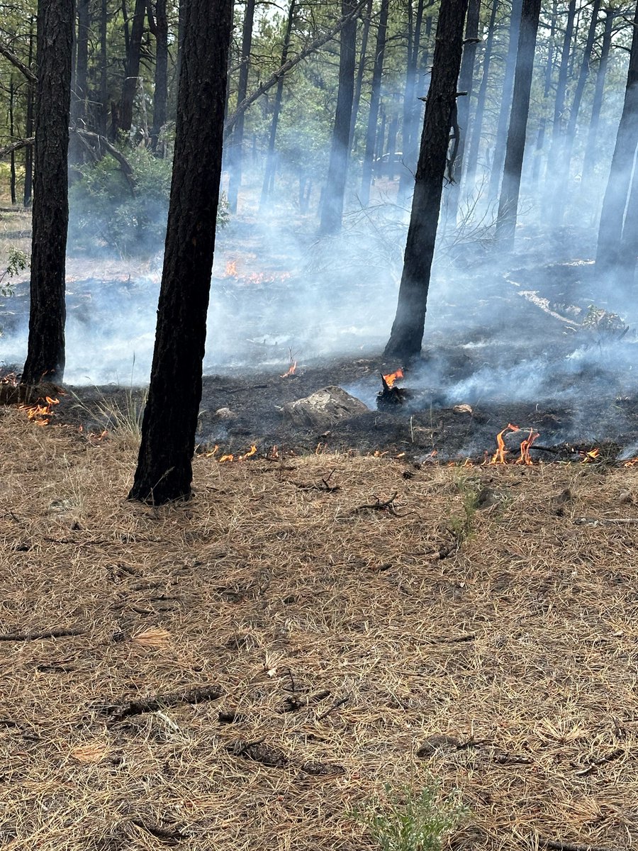 What fuels do you find in a forest? Ground fire or 'Surface Fuels' are on the ground. You'd find bushes, logs, stumps and fallen leaves, needles, branches, and cones here. #PastureFire helps to keep the forest healthy. @GilaNForest