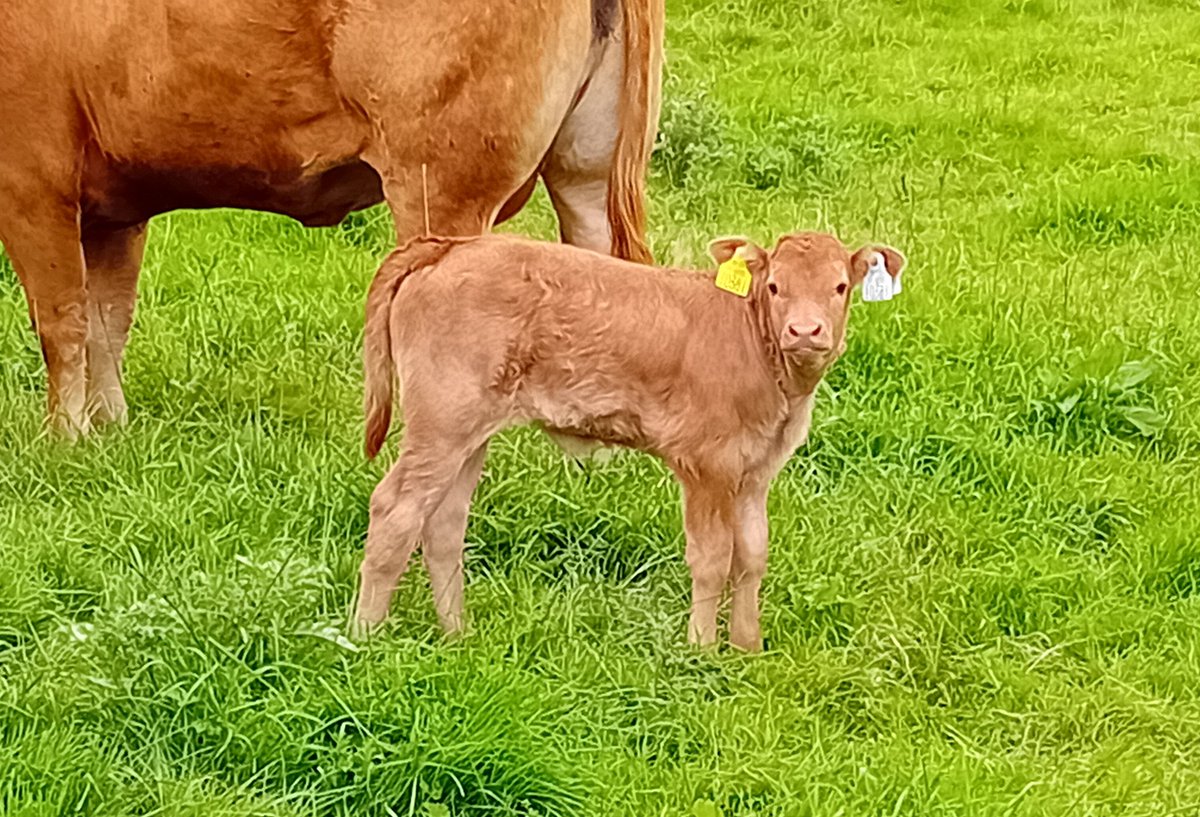 Pedigree Ampertaine metric heifer calf at 4 days old off a lexicon dam🤩