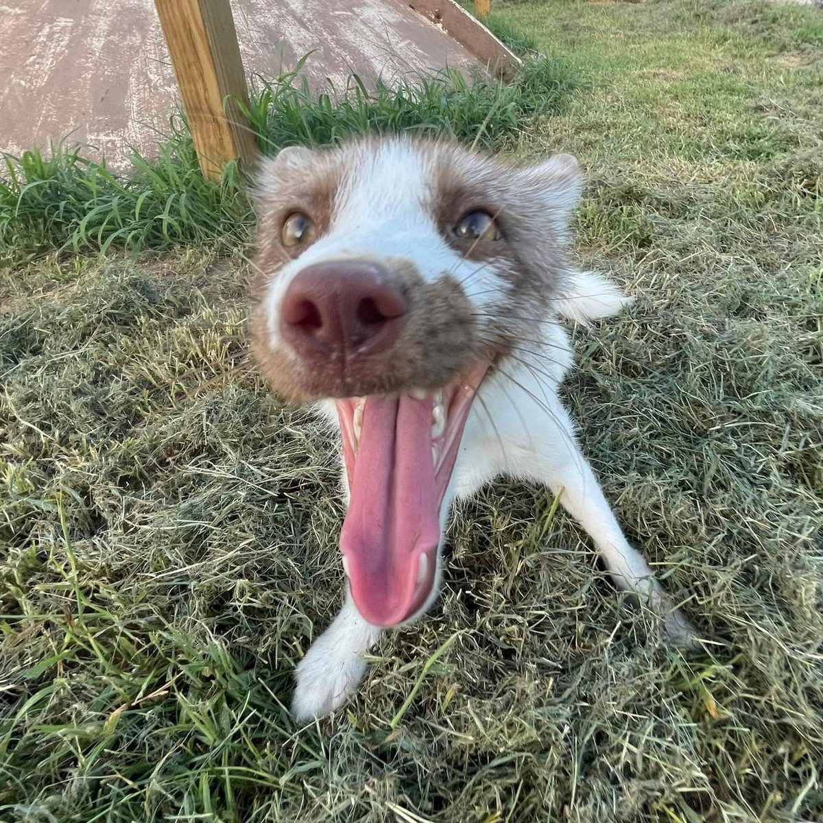ClevyrCreatures's tweet photo. Itโs tongue out Tuesday with Luca fox!!
Show us your pets best tongue out photos in the comments!!
Luca is sponsored by Debra & Heather
#clevyrluca #clevyrfoxes #redfox #foxesofinstagram #foxy #petfox #domesticatedfox #foxlove #foxlife #clevyrfox #clevyrcreatures #happyfox #instafox #wildlife #foxlovers #redfoxes #foxesofig #foxes #foxsounds #vulpesvulpes #ilovefoxes #foxlover #fox #saveafox #vulpes #tongueoutuesday