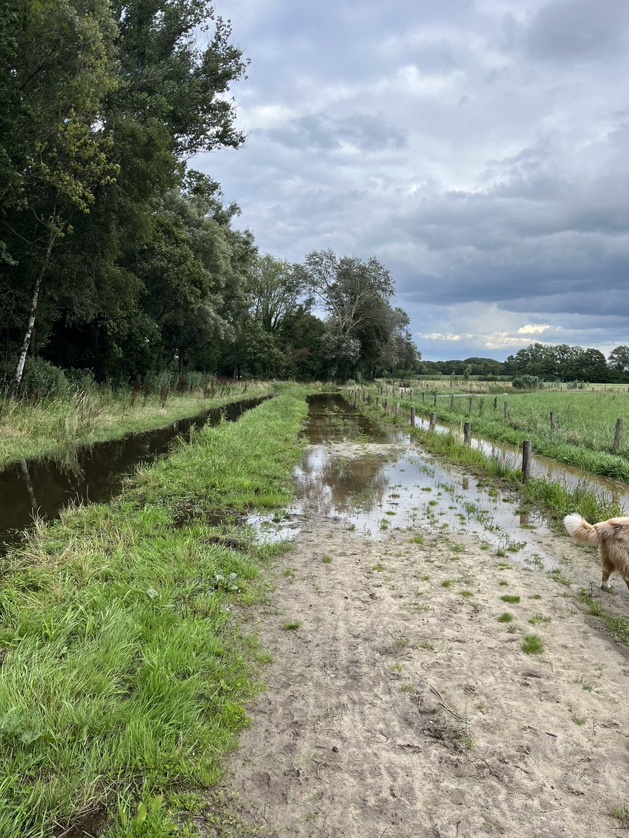 De nieuwe beerze heeft het duidelijk lastig, kan water van laatste week niet verwerken. #zomer2023