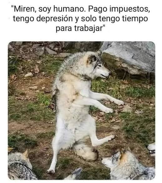 Archi_VIP_'s tweet photo. @Lalo_Casts No hay nada que no se arregle con un buen meme, no estas solo amigo lamentablemente la mayoria se siente asi, no solo es importante el dinero, tambien tu salud mental, tienes buenos amigos con los que compartir una chelita y ahogar las penas o hacer cosas sana como ir al psicolog https://t.co/Bvyf6mR36k