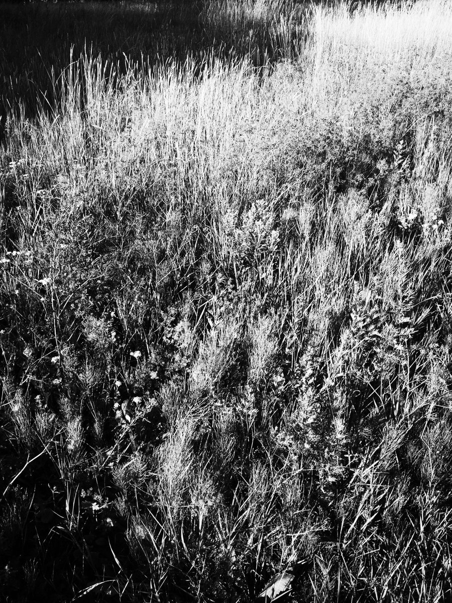 #Finland #Suomi #Monochrome #lightandshadow #eveninglight