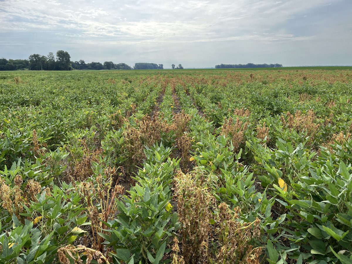 Tankmix of Liberty an glyphosate trying to rescue soybeans after dicamba failed on Palmer amaranth