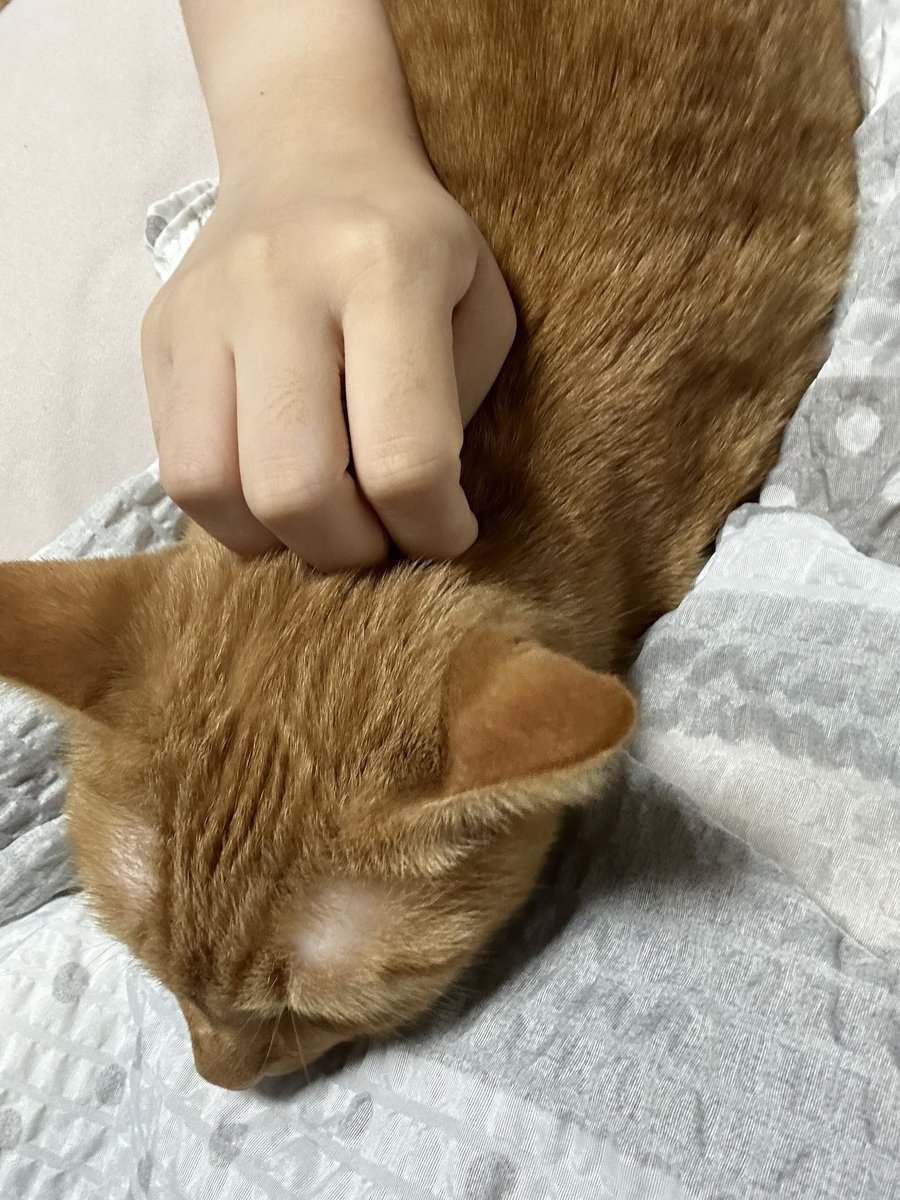 누나 너무 좋아 고양이