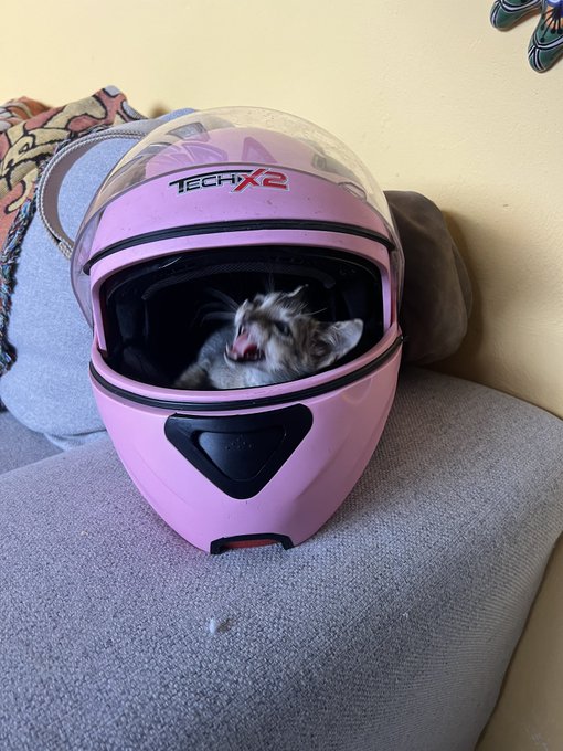 This week in life: 🤠🩷🐍 https://t.co/fWVJF2TBU2