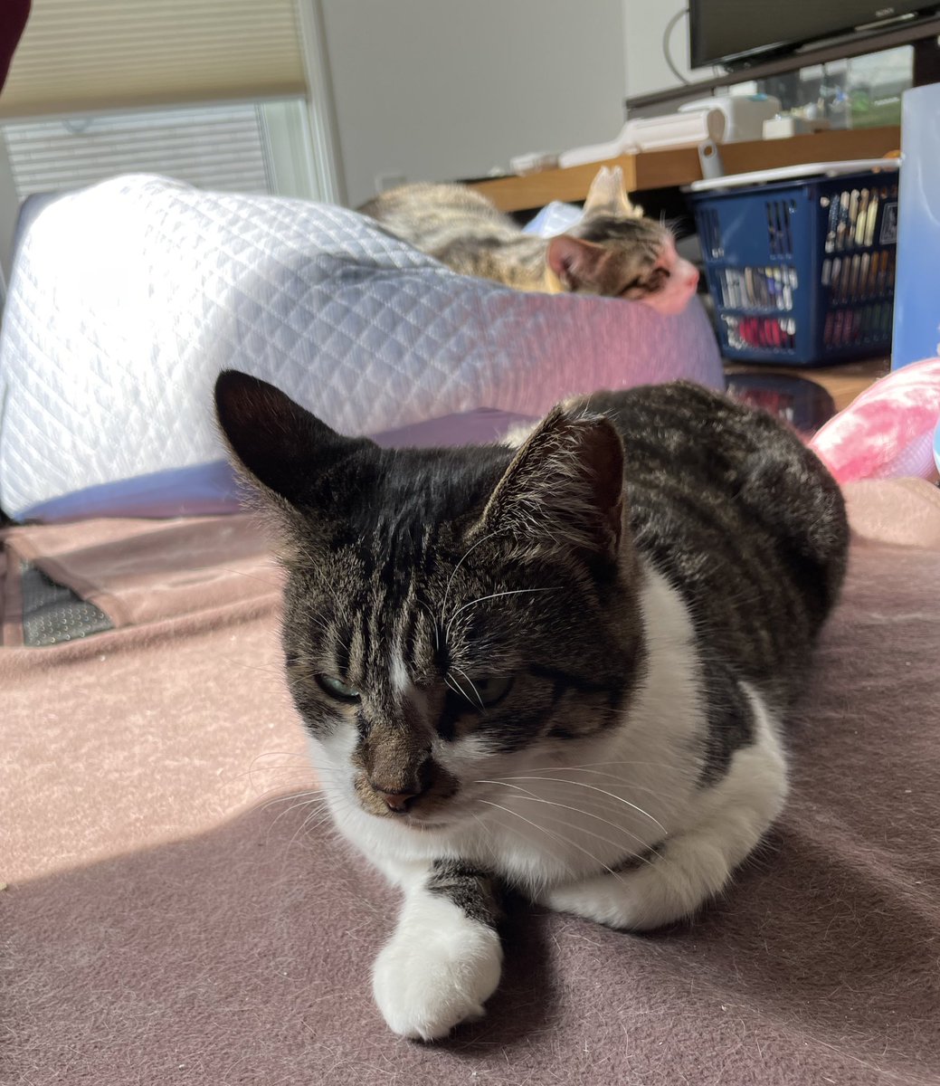 ツチノコニヒトと通常運転ザインちゃん
 #もりねこ
 #もりねこ卒業
 #ザインとニヒト