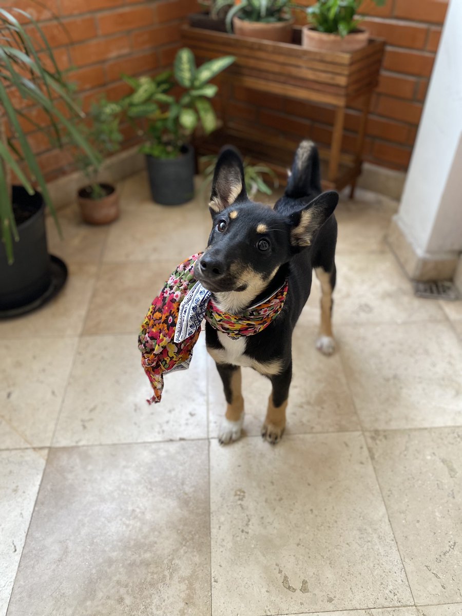 Alina_Gag's tweet photo. Hola yo soy Bruna y me abandonaron junto con mi hermana. Éramos súper bebitas 😞

Nos dejaron a la mitad del campo. No sabíamos defendernos o encontrar comida 💔 por suerte alguien nos encontró 🥹 y nos llevó con él 🌝

Somos algo raro: como mezcla de Corgi con alguna otra raza https://t.co/XmsFEvwnHv