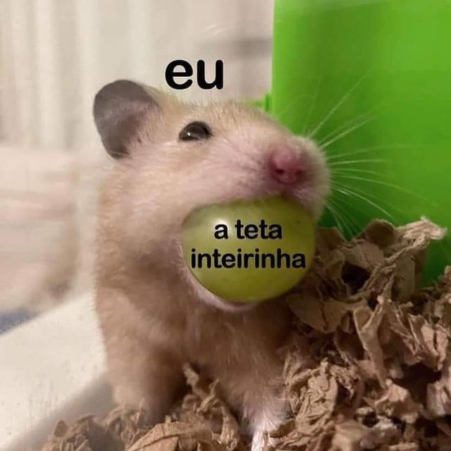 animais com frases aleatorias (@animaisfrases_) on Twitter photo 