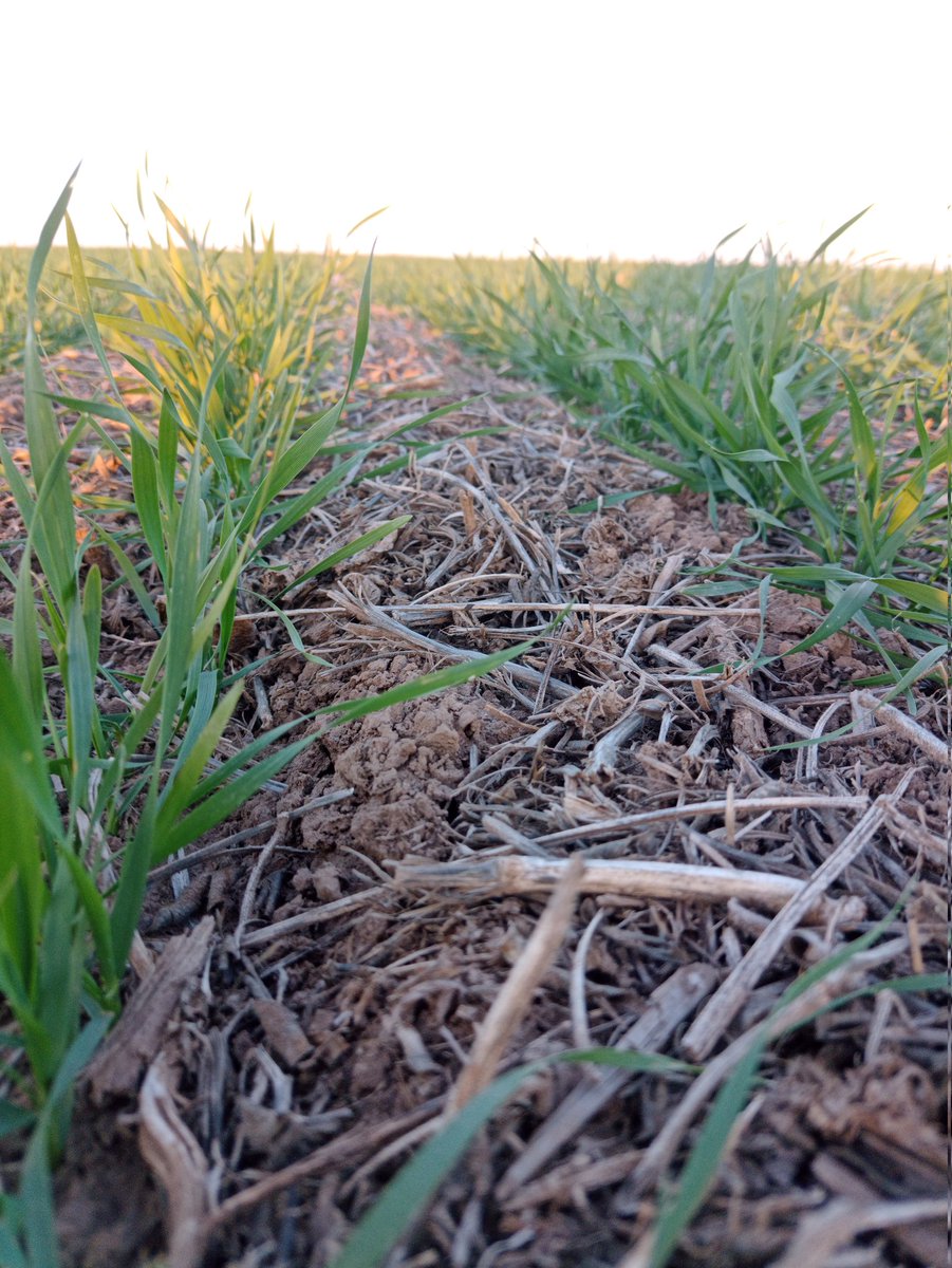 mauschachner's tweet image. Dale agua, apurate