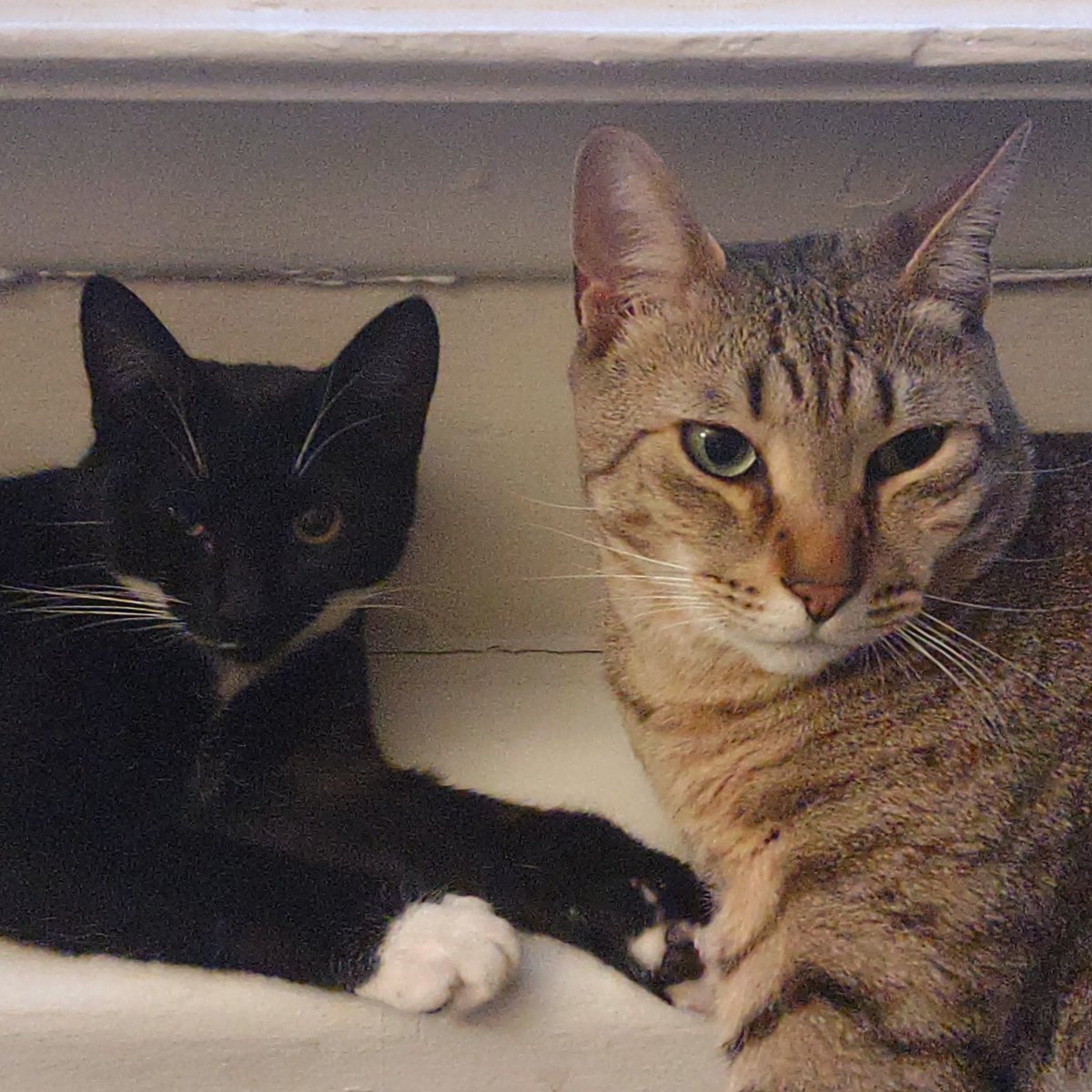WillhelmLoafCat's tweet photo. *UPDATE* We are going back to Instagram! https://t.co/GV5Qq6mVY6  There will still be some postings on this account but most of the posts will be on Instagram, so we're trying to bring our followers over! 
#CatsOfTwitter #CatsOfX #cats #CatsOnTwitter #catsofinstagram #catstagram https://t.co/dviJRSUzy6