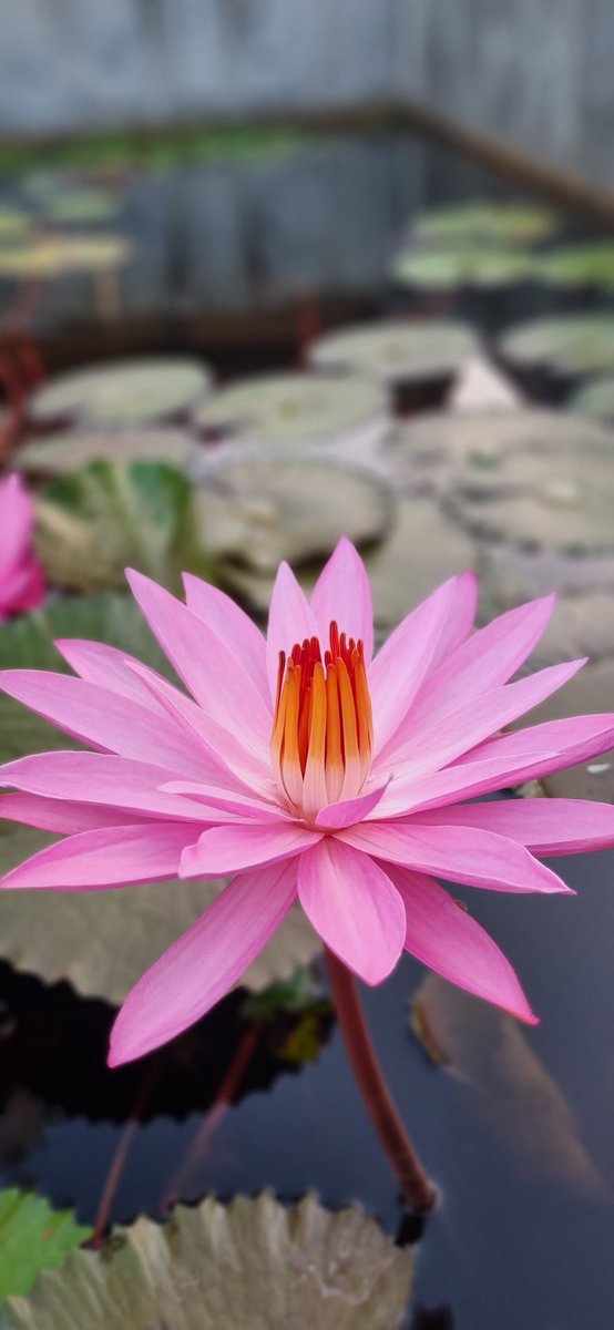 Rony setiawan (@ronystiawan) on Twitter photo 