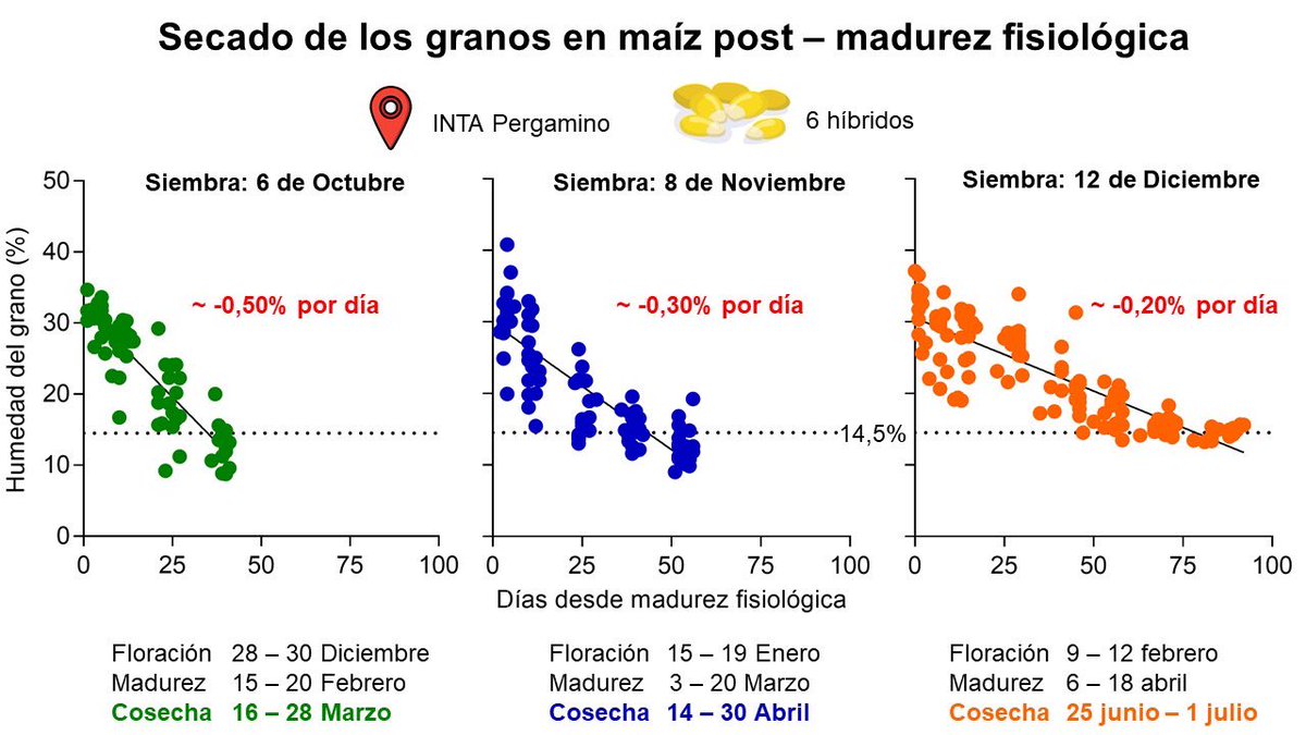 GrupoEcofisPerg's tweet photo. 🌽¿Cuánto tarda en bajar 1 punto de humedad post-madurez fisiológica en maíz?
- Siembra de Octubre:~2 días
-Siembra de Noviembre:~3 días
-Siembra de Diciembre:~5 días

La tasa de secado dependerá de:
🌡️Temperatura
☀️Radiación
🫧Humedad relativa ambiente
🌱Híbrido

👩@YDChazarreta https://t.co/EzkOXqeloB