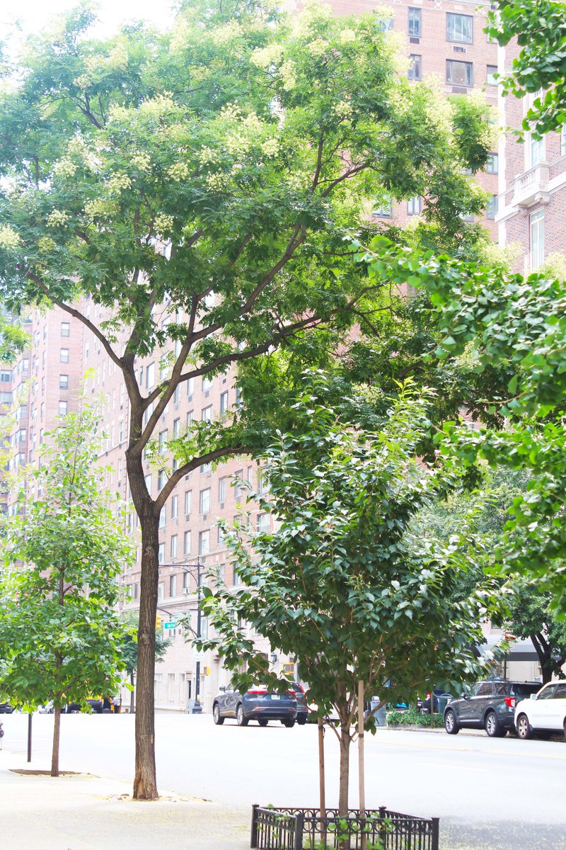 lifeinsuttonpl's tweet photo. The Japanese Pagoda trees are in bloom in Sutton Place. 🌳
📍58th an Sutton Place
📷: photo by Catherine Doyle
#suttonplace #japanesepagoda #japanesepagodatree #midtowneastnyc #greenyourfeed #trees #japan #NaturePhotography https://t.co/tj86YlLRw3