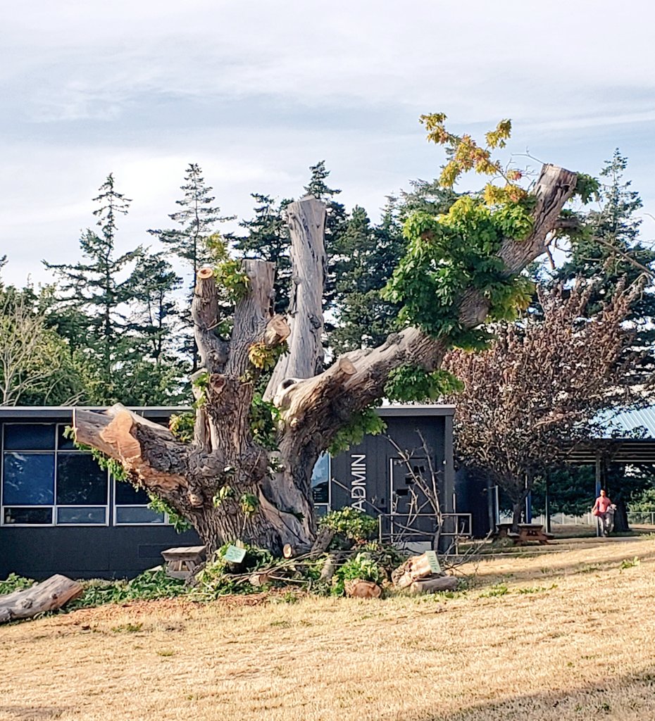 So sad the big leaf maple tree at the Orcas School
Bad arborist!