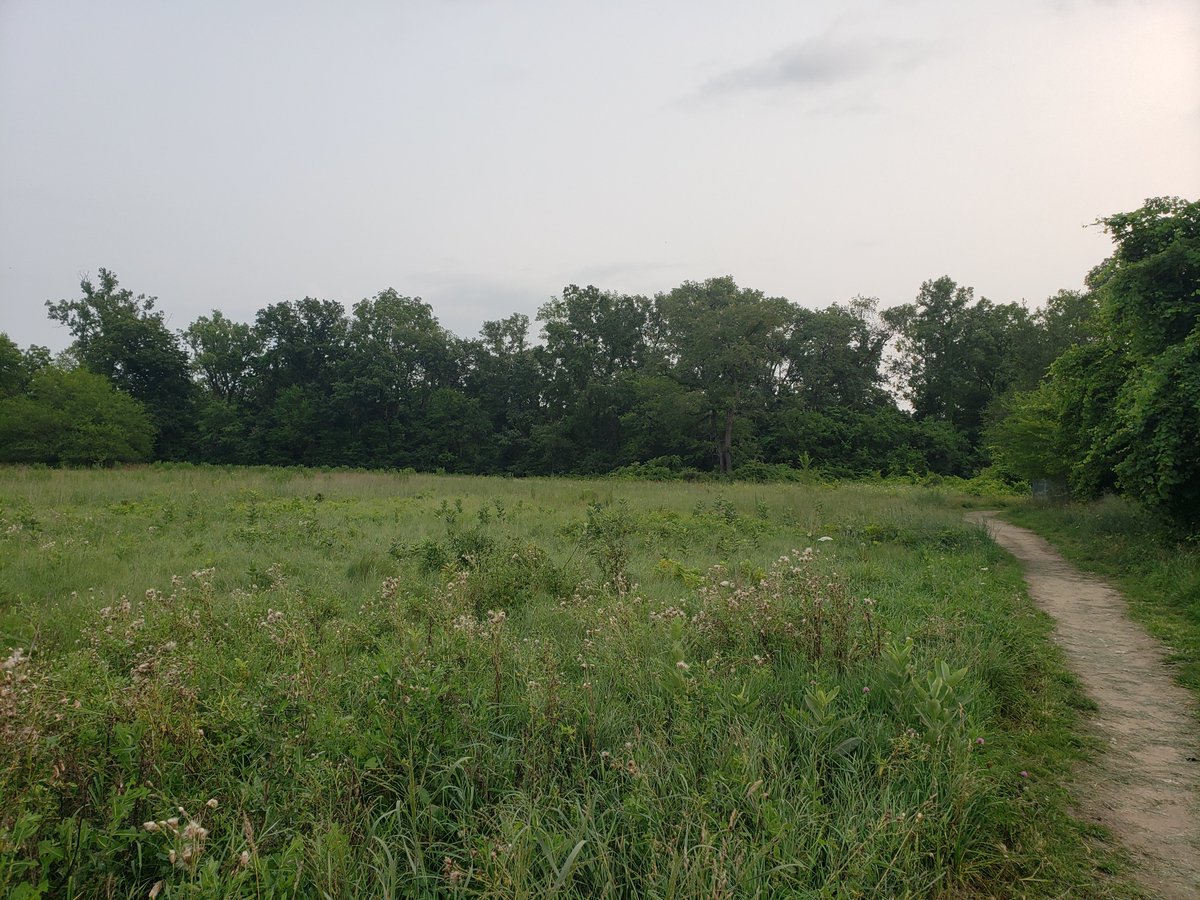 Great nature walk this evening with the Essex County Field Naturalists' Club at Black Oak Heritage Park (Ojibway Priairie Complex, Windsor, ON) #30x30challenge @FOOPOjibway @ojibwa