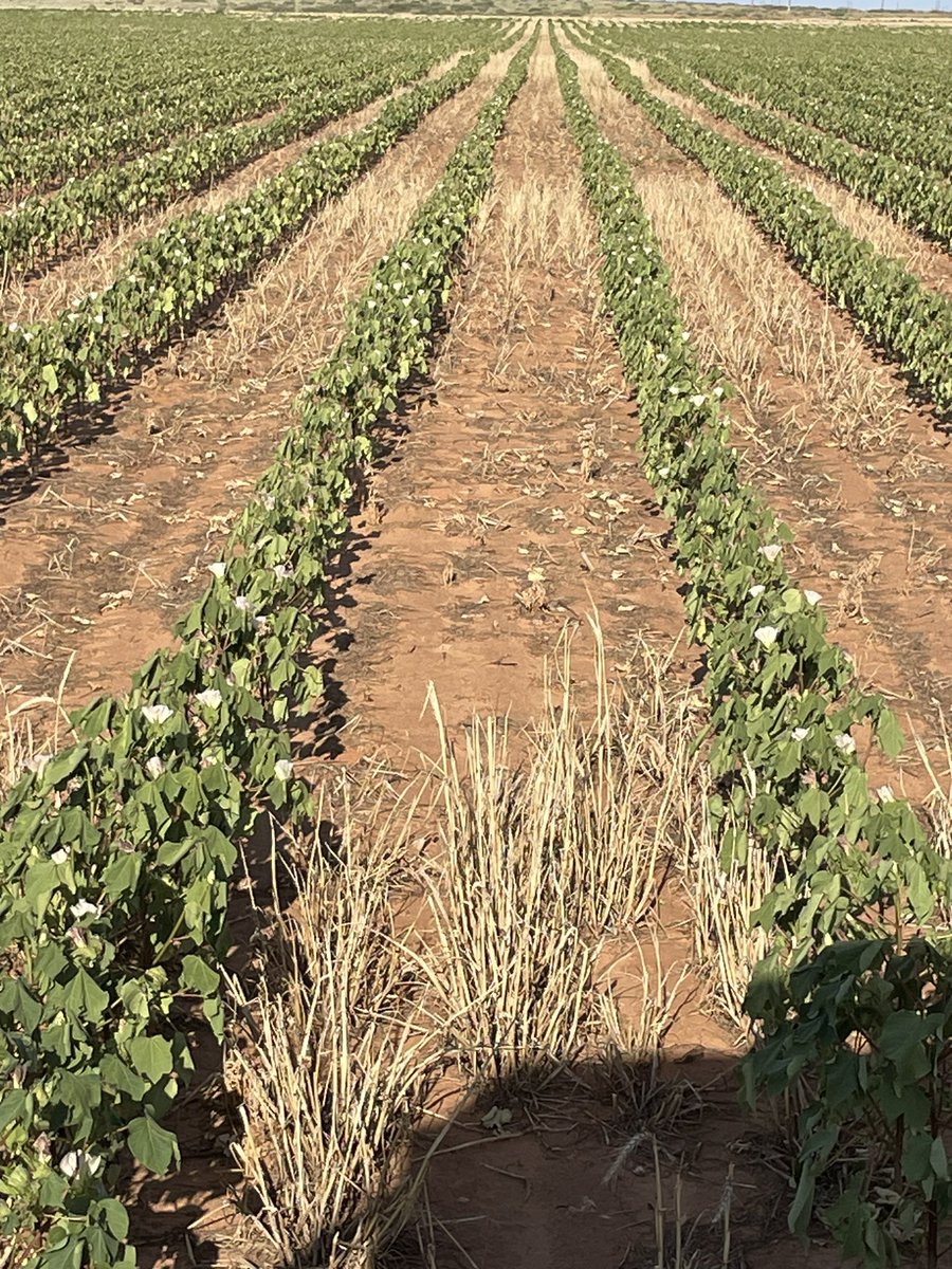#wtxdrylandcotton the surrender flag has emerged and the drought is definitely not over.