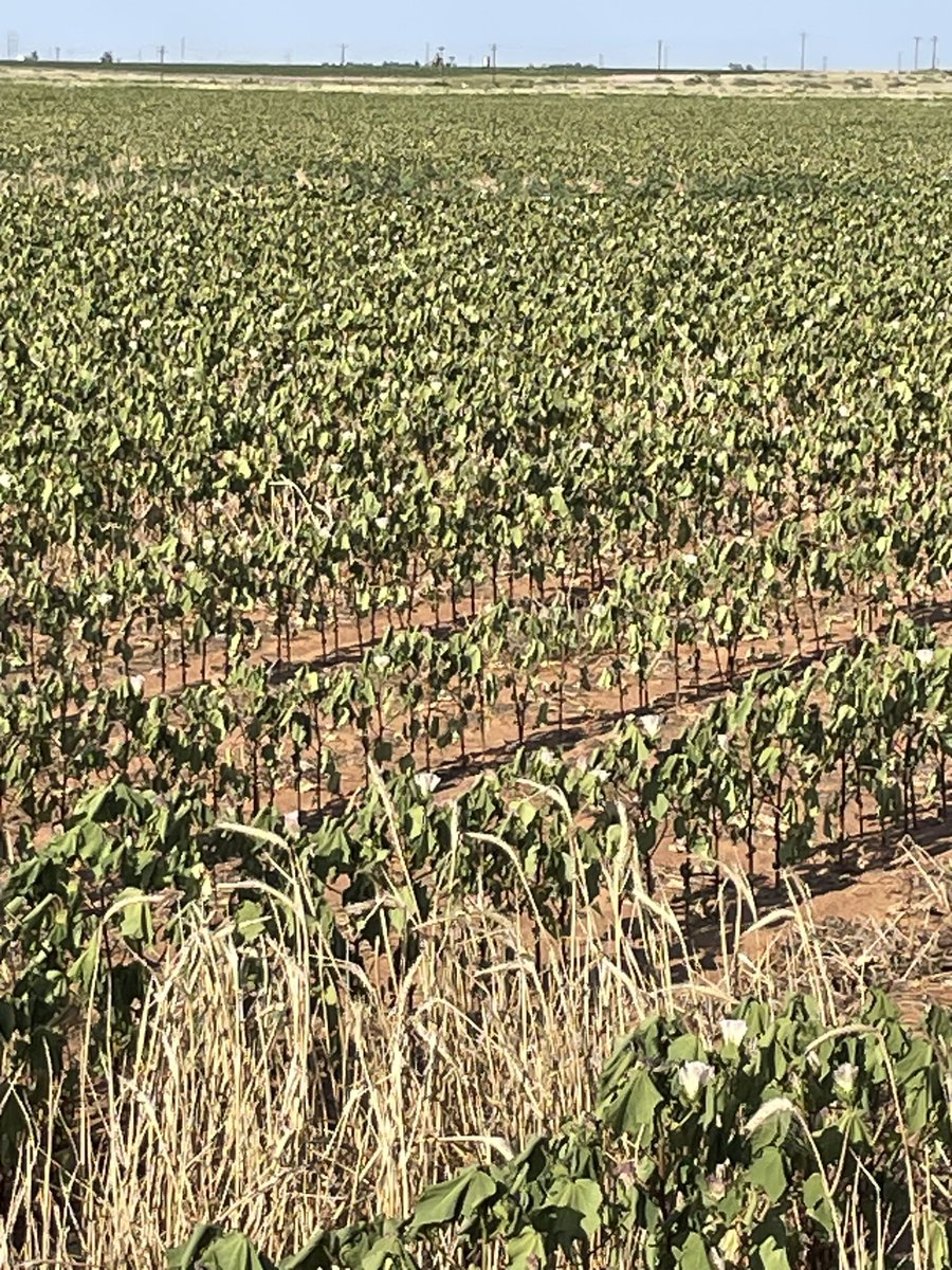 dpearson_82's tweet photo. #wtxdrylandcotton the surrender flag has emerged and the drought is definitely not over. https://t.co/l7WCVqVVdi