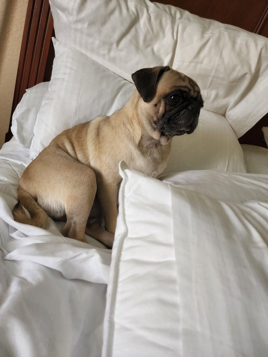 ADHDwithFabu's tweet image. Miss Cleo: Did I really need to bark at that squirrel? The existential crisis of a pug. 🐿️🐾 #PugProblems #pug #doglife