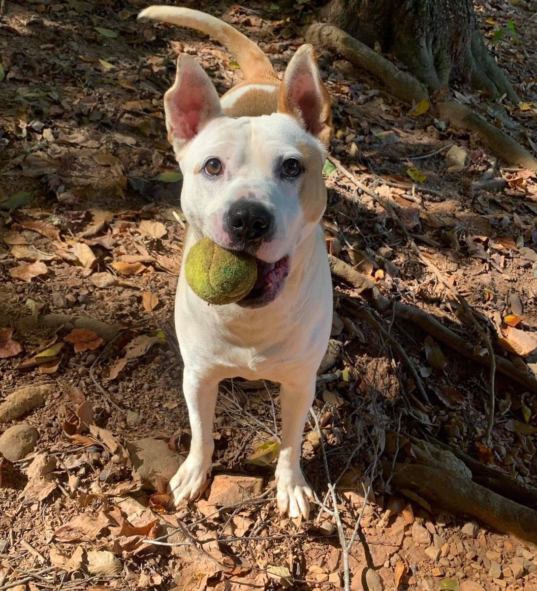 854 DAYS A SHELTER DOG: Please share! Amphitrite is a sweet girl that's been looking for her forever home for over two years. She has spent most of her life without a family, and it's time she had a home. 10.wsls.com/47bLdsX