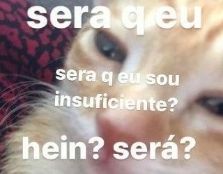 perfil dedicado a gatinhos e peitos (@odeiootaco) on Twitter photo 