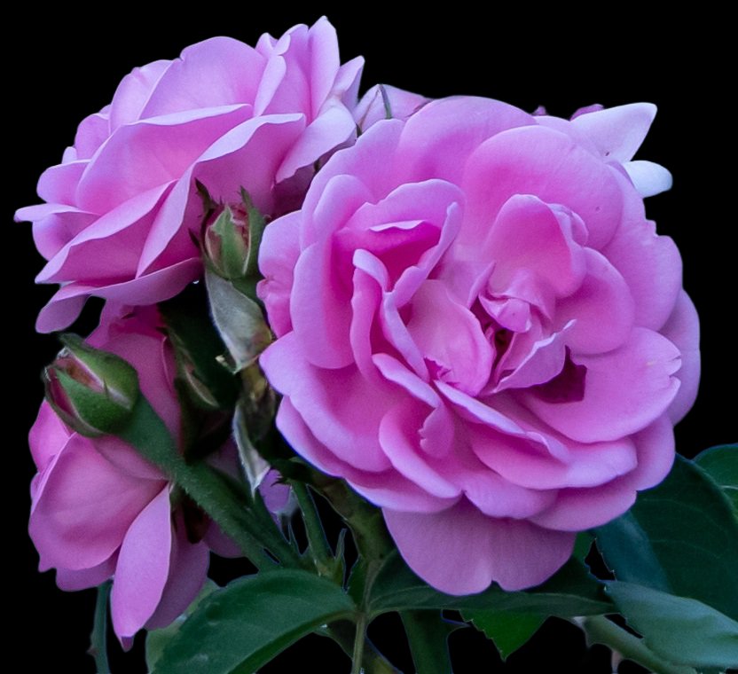 Tareeq Iqbal Mohammed (@tareeqiqbalmohd) on Twitter photo The fragrance always remains on the hand that gives the rose – Mahatma Gandhi
#RoseWednesday
<a href="/ThePhotoHour/">#ThePhotoHour</a> <a href="/RosebankTheZone/">The Zone @ Rosebank</a> #rose <a href="/photooftheday/">Photos of the Days</a> <a href="/IndiAves/">IndiAves</a>
<a href="/BrainnPower/">🦚My Green Zone🦚</a>
#Hyderabad <a href="/DavidMariposa1/">David</a> <a href="/AnnaBellaPics/">🌱Annie🌸📷</a> @flow_er0
<a href="/KalyaniMuktevi/">Kalyani Sharma</a> <a href="/KitChitKat/">❄️May Peace Prevail❄️</a> <a href="/InderMendiratta/">🪴My Green Park🪴</a> <a href="/BeeAsMarine/">🐝 Dr. Marine TREBAUL Ⓥ𓃟 PhD - #SDGs - #Breton</a> The fragrance always remains on the hand that gives the rose – Mahatma Gandhi
#RoseWednesday
<a href="/ThePhotoHour/">#ThePhotoHour</a> <a href="/RosebankTheZone/">The Zone @ Rosebank</a> #rose <a href="/photooftheday/">Photos of the Days</a> <a href="/IndiAves/">IndiAves</a>
<a href="/BrainnPower/">🦚My Green Zone🦚</a>
#Hyderabad <a href="/DavidMariposa1/">David</a> <a href="/AnnaBellaPics/">🌱Annie🌸📷</a> @flow_er0
<a href="/KalyaniMuktevi/">Kalyani Sharma</a> <a href="/KitChitKat/">❄️May Peace Prevail❄️</a> <a href="/InderMendiratta/">🪴My Green Park🪴</a> <a href="/BeeAsMarine/">🐝 Dr. Marine TREBAUL Ⓥ𓃟 PhD - #SDGs - #Breton</a>