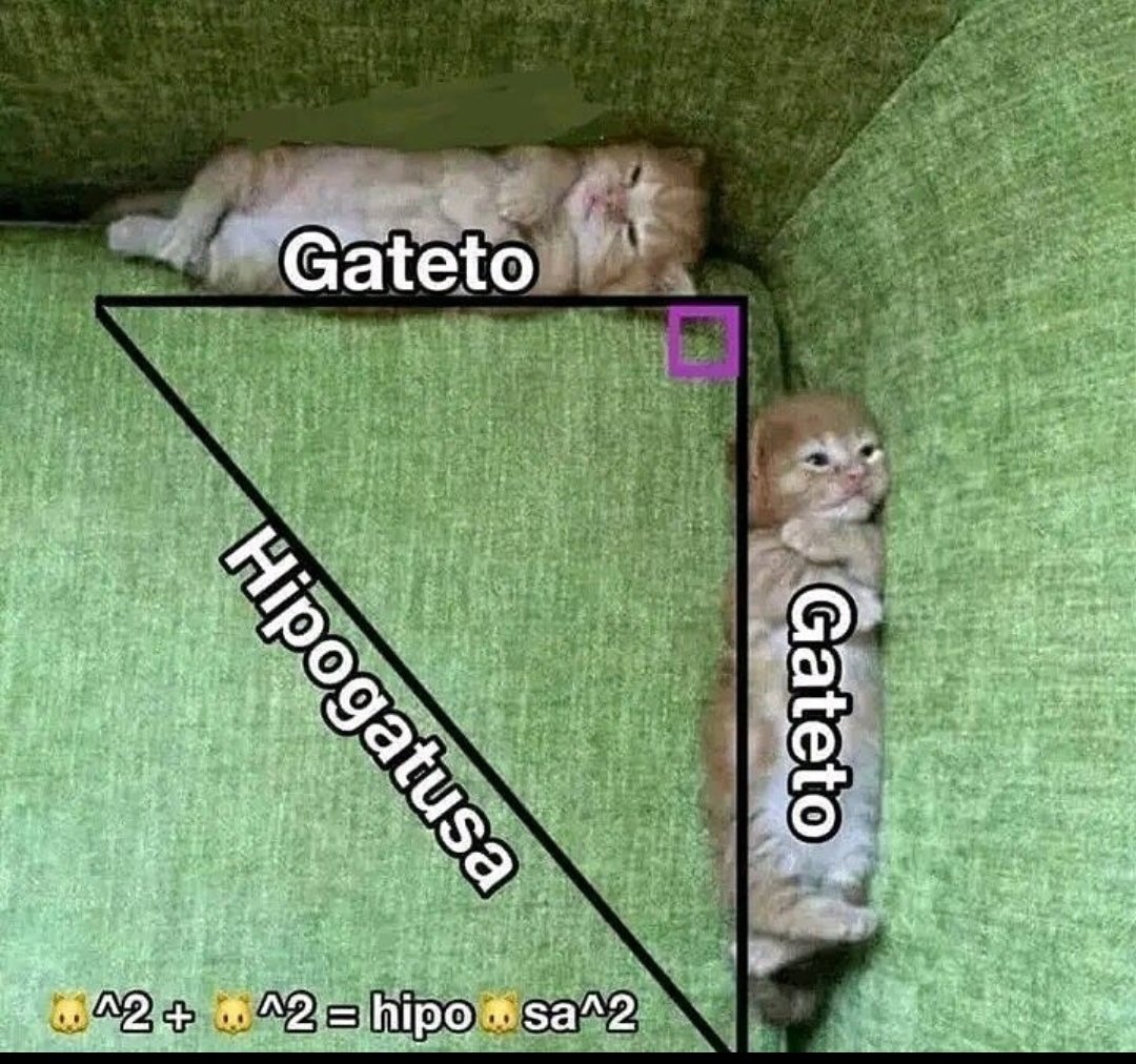 shitpostverdade's tweet photo. https://t.co/FRJJ0yuvDZ