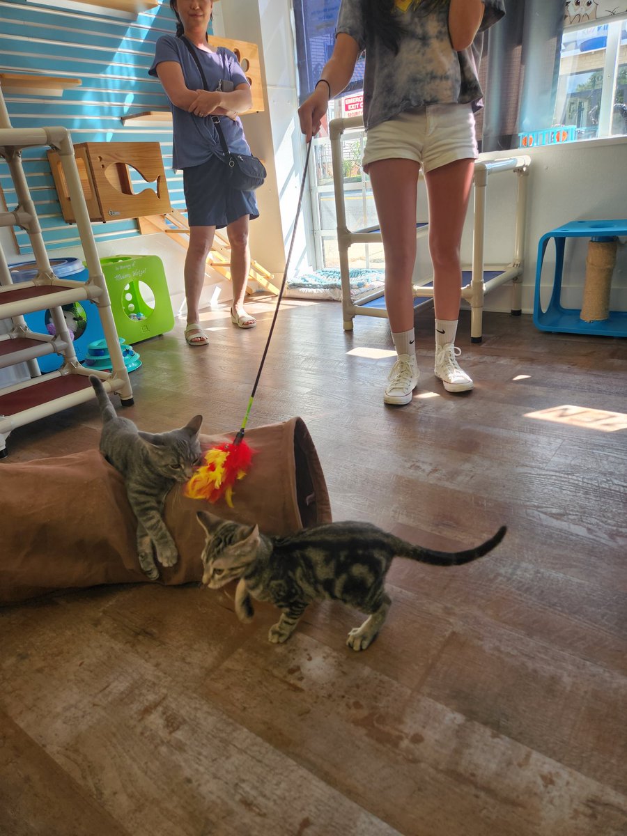 Kelly Lee tweet media