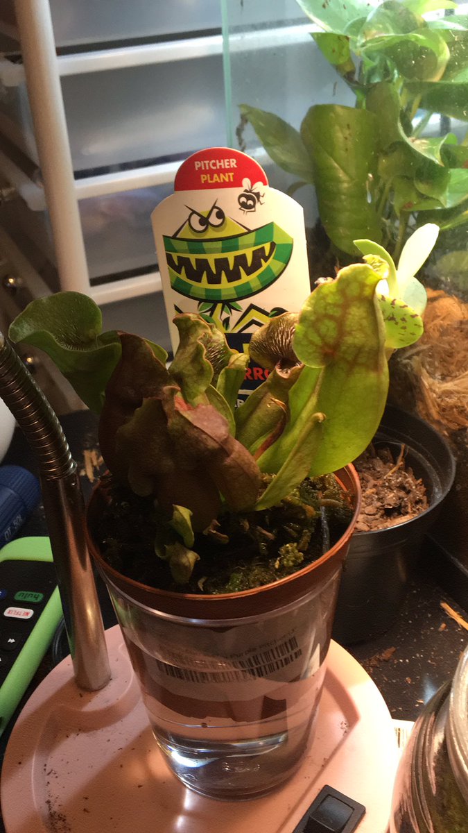 Oh I forgot to introduce you guys to Hannibal!