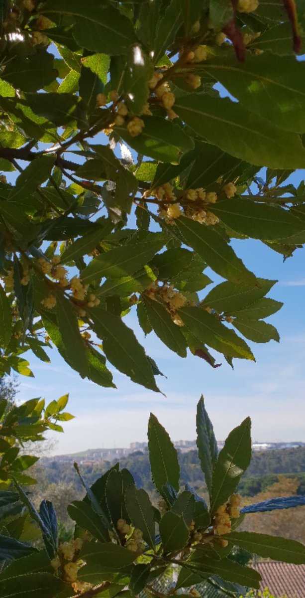 BabethFrLisboa's tweet image. Investissez dans l'#immobilier au #Portugal avec Élisabeth Maron de #KWSelect #Lisbonne 
kwportugal.pt/elisabeth.maron 

#InvestInPortugal