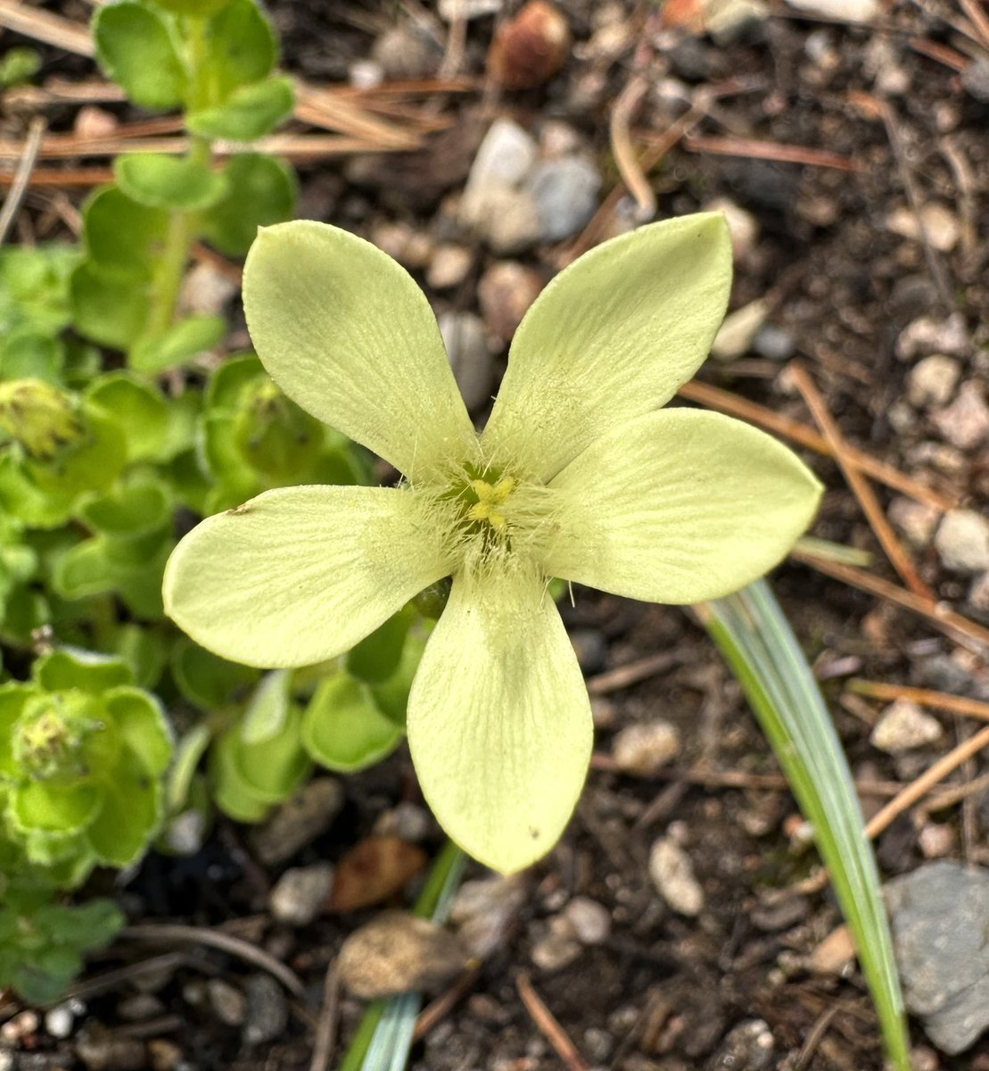 Aaron_Alpine's tweet photo. Some more of the treasures of the Schachen alpine garden as we move into our third week of mountain life in this very special place. 1 Gentiana dinarica, 2 Silene elisabetha, 3 Cyananthus macrocalyx, 4 Delphinium cashmerianum, https://t.co/D6N1RpxfIy