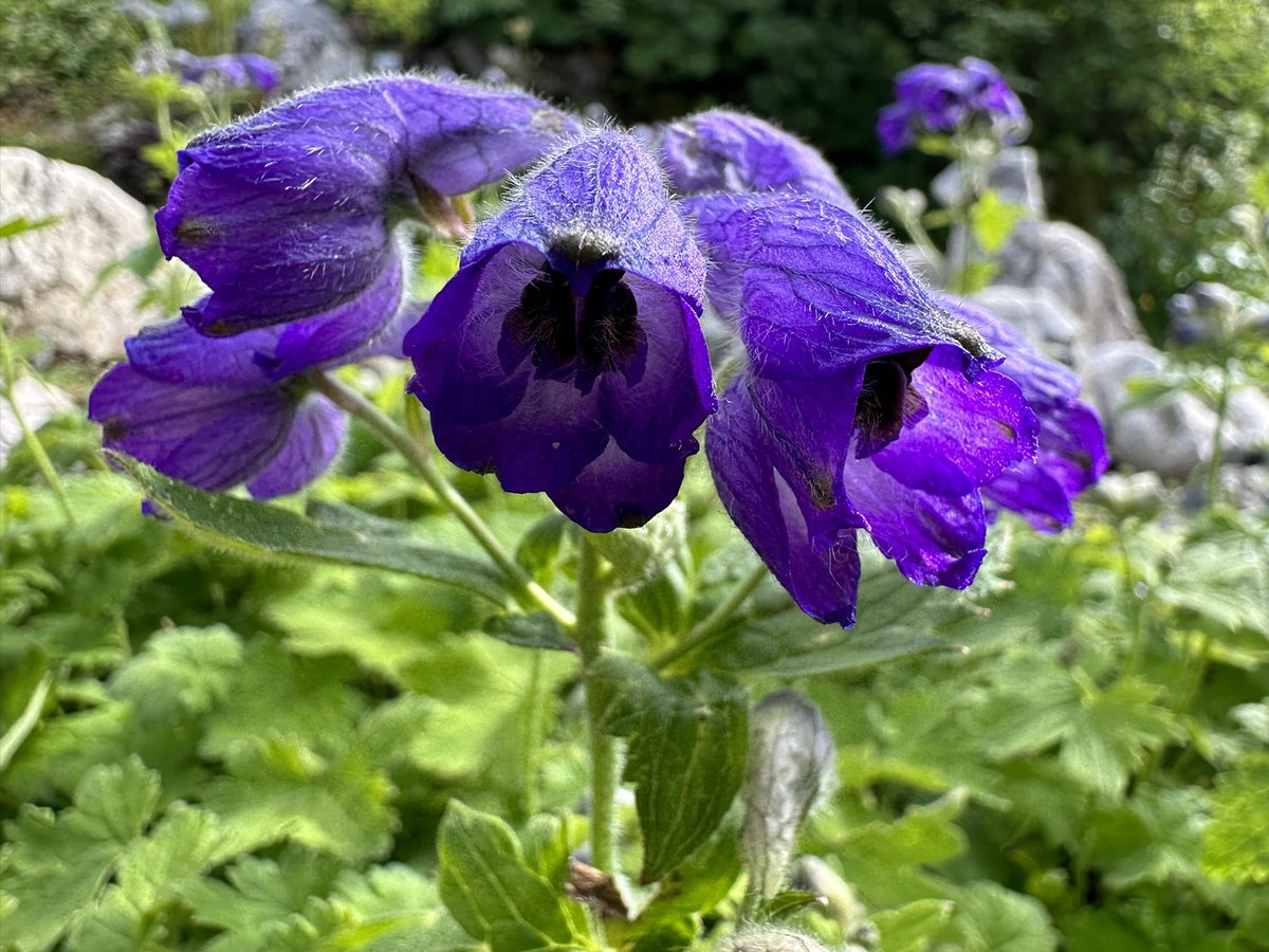 Aaron_Alpine's tweet photo. Some more of the treasures of the Schachen alpine garden as we move into our third week of mountain life in this very special place. 1 Gentiana dinarica, 2 Silene elisabetha, 3 Cyananthus macrocalyx, 4 Delphinium cashmerianum, https://t.co/D6N1RpxfIy