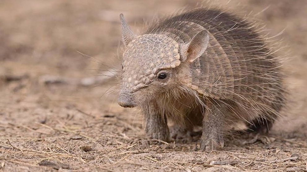 El Tatú y el Quirquincho pertenecen a la misma familia de mamíferos del orden cingulata.

No creo que exista una similitud más linda entre cambas y collas.

Un libro de cuentos que se llame "Las aventuras de Tatuqui y Quincho el Quirquincho".